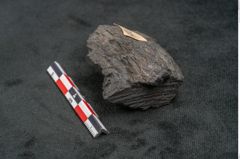 Foto (Seitenansicht) von Plantae indet.  (NHMW-GEO-2024-0188-11576)